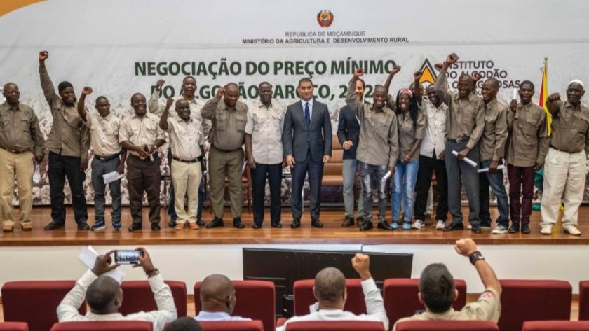 SECTOR DO ALGODÃO REGISTA CRESCIMENTO DA PRODUÇÃO EM 100%