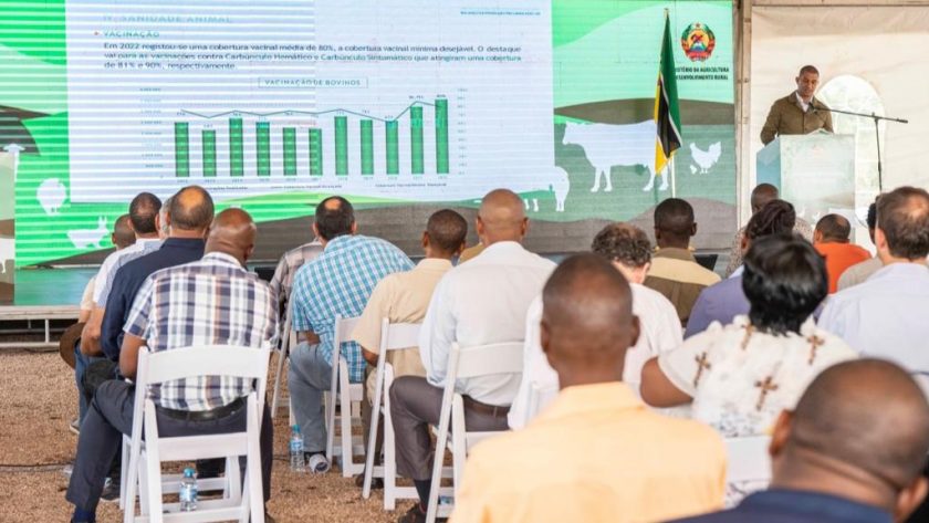 MOÇAMBIQUE É O 2° MAIOR PRODUTOR DE CARNE DE FRANGO DA SADC